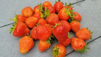 Fresh strawberries from my yard