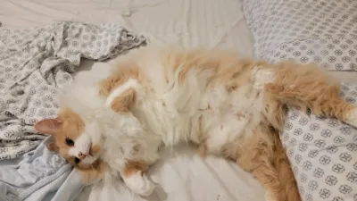 cat in the bed with his belly facing upwards