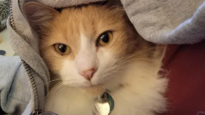 Fluffy caramel cat, chilling inside my hoodie like a baby kangaroo in his mother's pocket